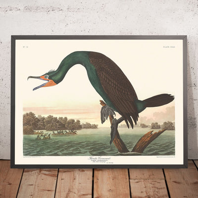 Cormorán de Florida, de John James Audubon, 1827