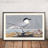 Sandwich-Tern von John James Audubon, 1827 