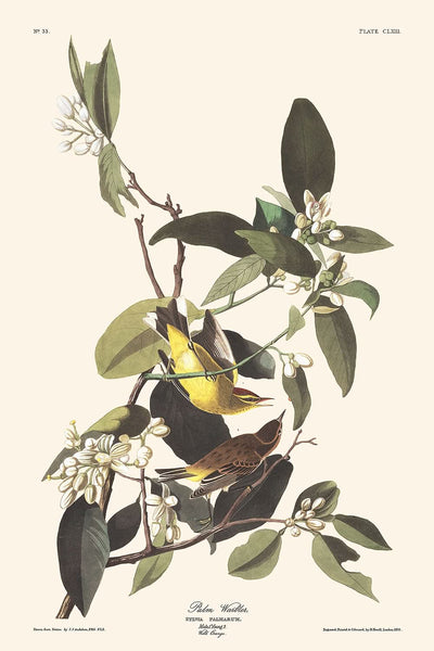 Curruca palmera, de John James Audubon, 1827