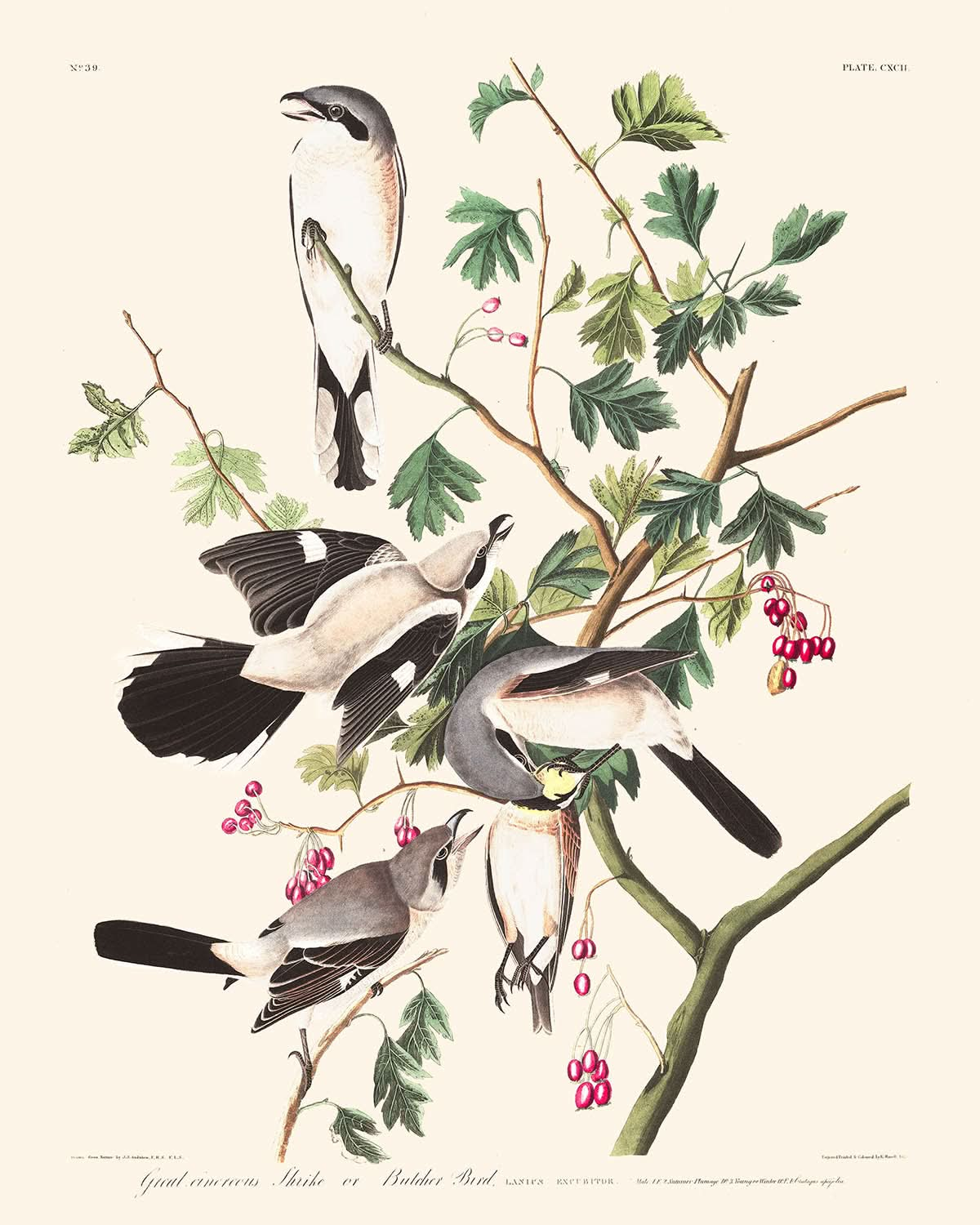 Great cinereous Shrike or Butcher Bird by John James Audubon, 1827