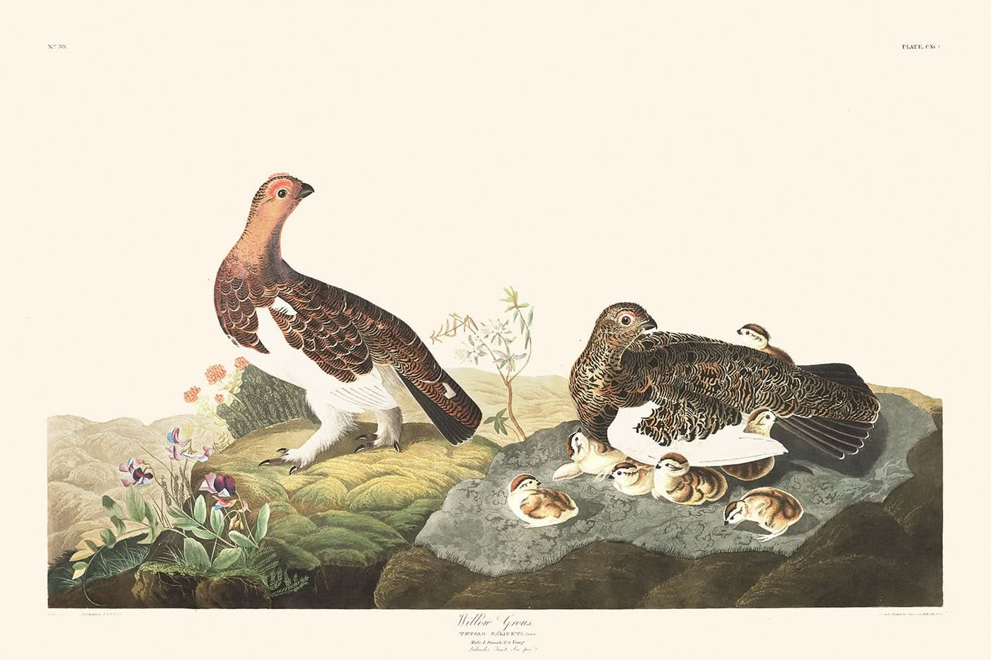 Willow Grouse or Large Ptarmigan by John James Audubon, 1827