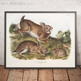 Grey Rabbit (Lepus Sylvaticus) by John Woodhouse Audubon, 1845