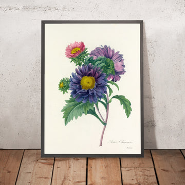 A framed image of China Aster (Aster chinensis, Plate 10) by Pierre Joseph Redouté, 1827