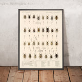 Beetles (Coleoptera, Plate 170) by Frederick DuCane Godman, 1879