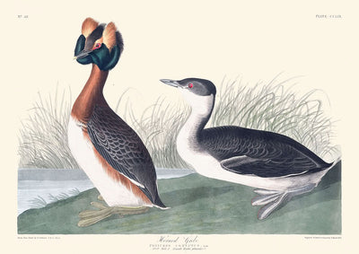 Horned Grebe by John James Audubon, 1827