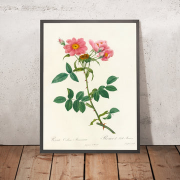 A framed image of Rosa collina Monsoniana by Pierre Joseph Redouté, 1817