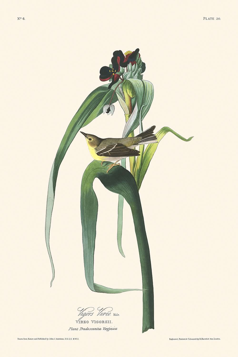 Vigors Vireo by John James Audubon, 1827