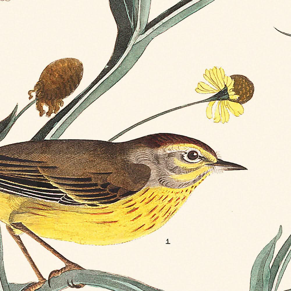 Yellow Red-poll Warbler by John James Audubon, 1827