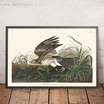 Falco Invernale di John James Audubon, 1827 