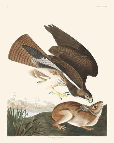 Ratonero común, de John James Audubon, 1827