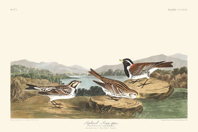 Lapland Long-spur by John James Audubon, 1827