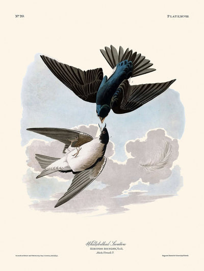 Golondrina de vientre blanco, de John James Audubon, 1827