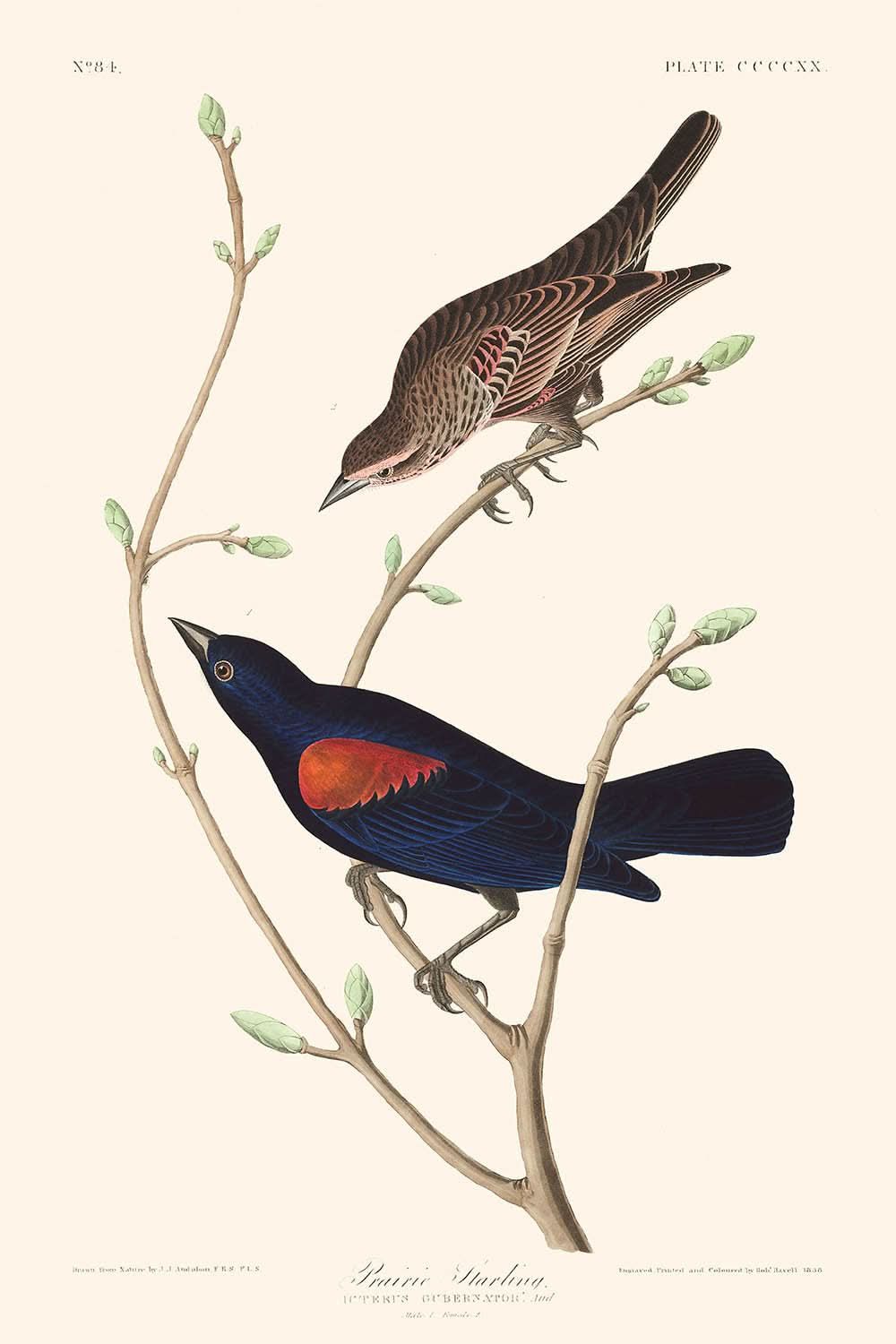 Estornino de las praderas, de John James Audubon, 1827