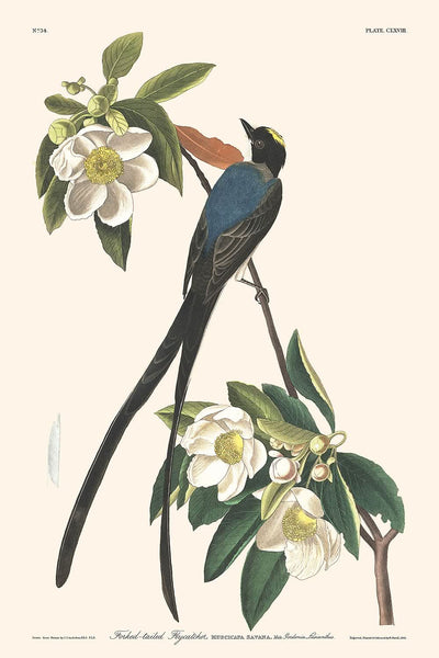 Fork-tailed Flycatcher by John James Audubon, 1827