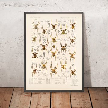 A framed image of 