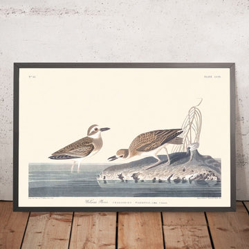 Il Plover di Wilson di John James Audubon, 1827 