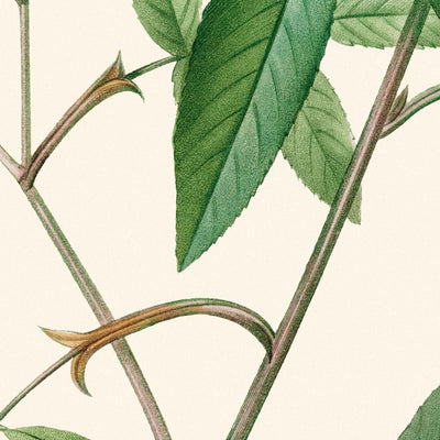 Rosa Hudsoniana Salicifolia de Pierre-Joseph Redouté, 1817