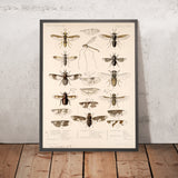 Flies and Mosquitoes (Diptera, Plate 03) by Frederick DuCane Godman, 1879