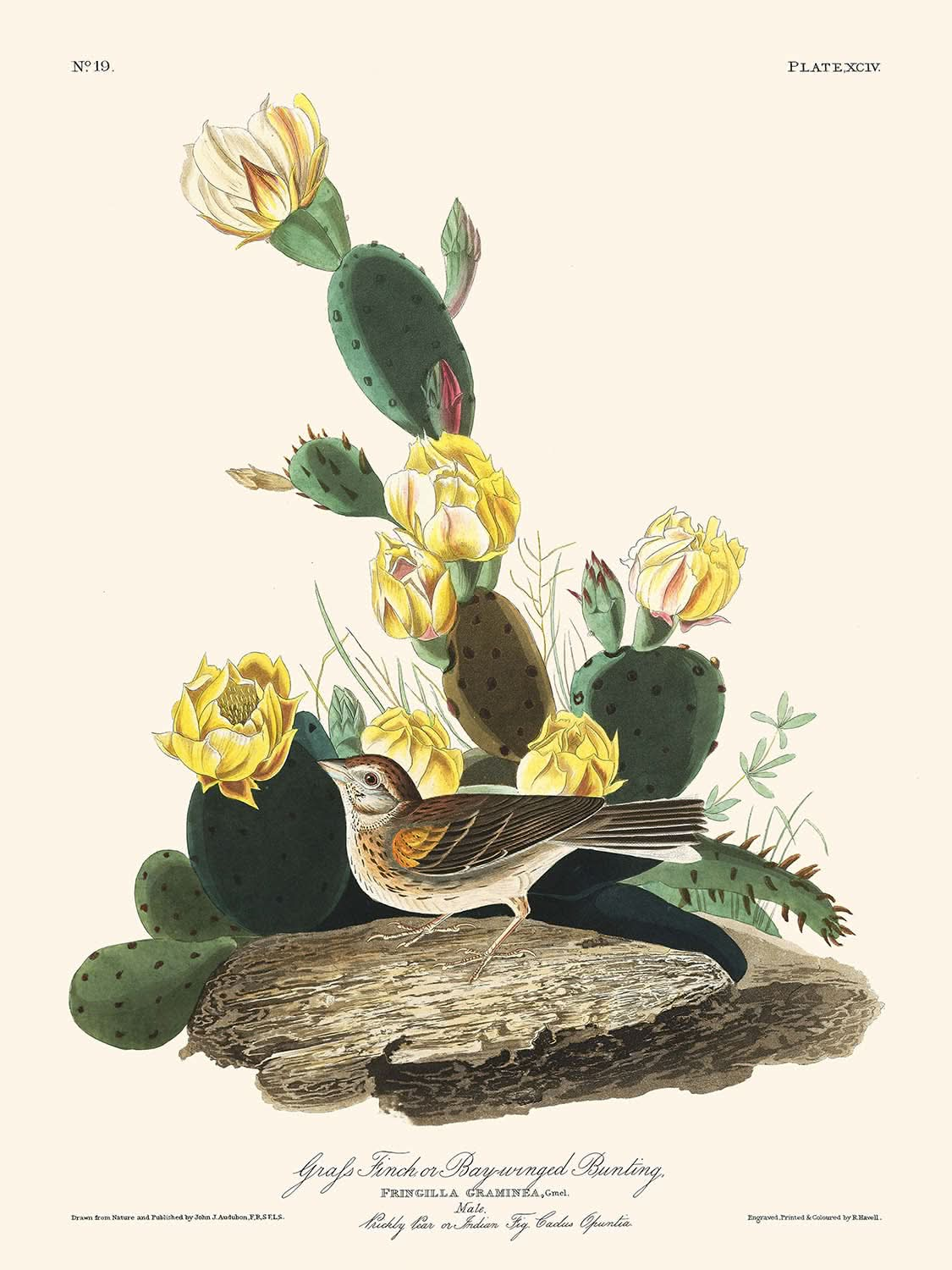 Bruant à ailes blanches ou bruant à ailes blanches par John James Audubon, 1827