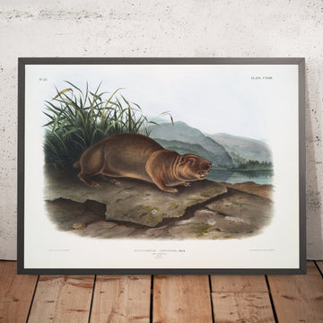 A framed image of 