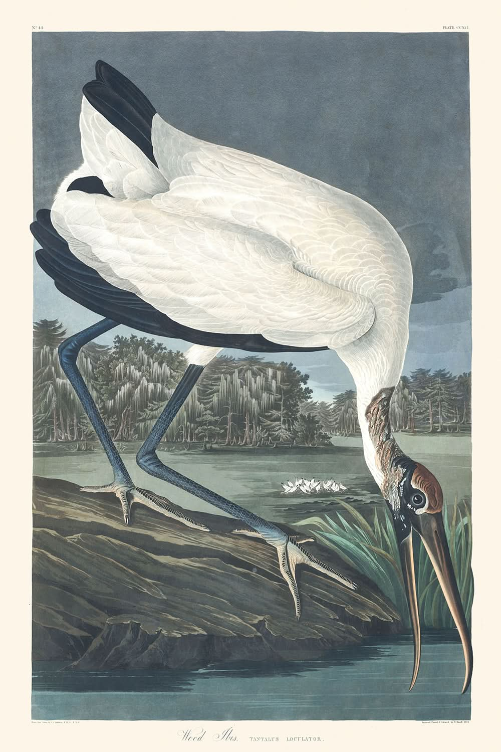 Wood Ibis by John James Audubon, 1827