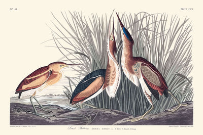 Least Bittern by John James Audubon, 1827