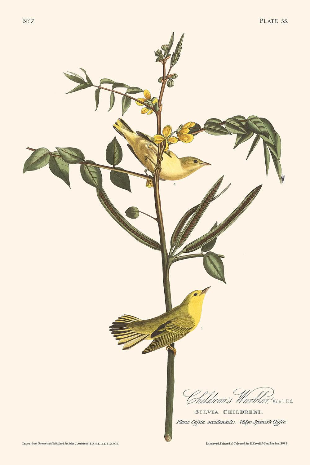 Children's Warbler by John James Audubon, 1827