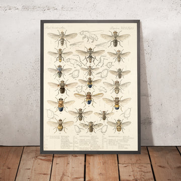 A framed image of 