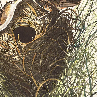 Nuttall's Lesser-Marsh Wren by John James Audubon, 1827