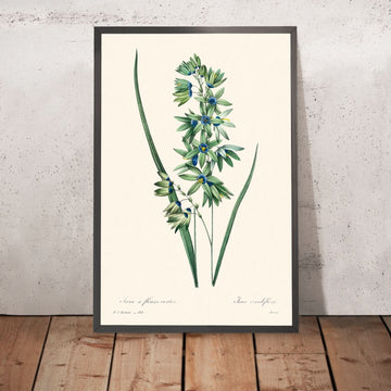 Giglio del mais africano di Pierre-Joseph Redouté, 1802 