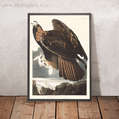 Golden Eagle by John James Audubon, 1827