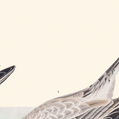 Sanderling by John James Audubon 1827