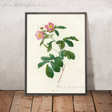 Variegated Alpine Rose (Rosa alpina) by Pierre Joseph Redouté, 1817