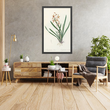 A framed image of Chinese Ground Orchid (Epidendrum sinense) by Pierre Joseph Redouté, 1802