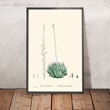 Aloe Ragnatela di Pierre-Joseph Redouté, 1802 