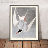 Great Tern by John James Audubon, 1827