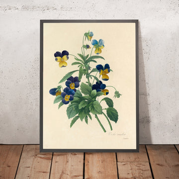 A framed image of Wild Pansy (Viola tricolor, Plate 66) by Pierre Joseph Redouté, 1827