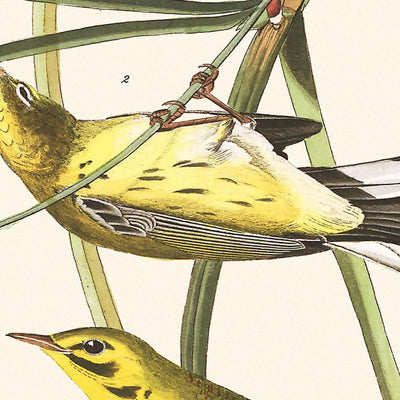 Curruca de pradera, de John James Audubon, 1827