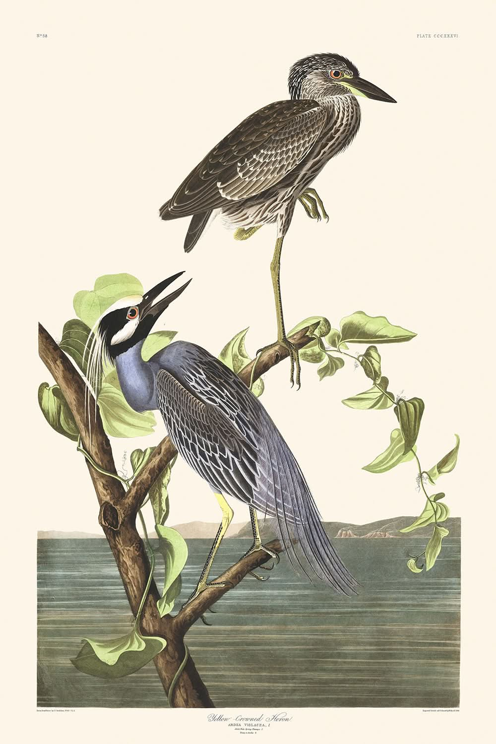 Gelbkröniger Reiher von John James Audubon, 1827 