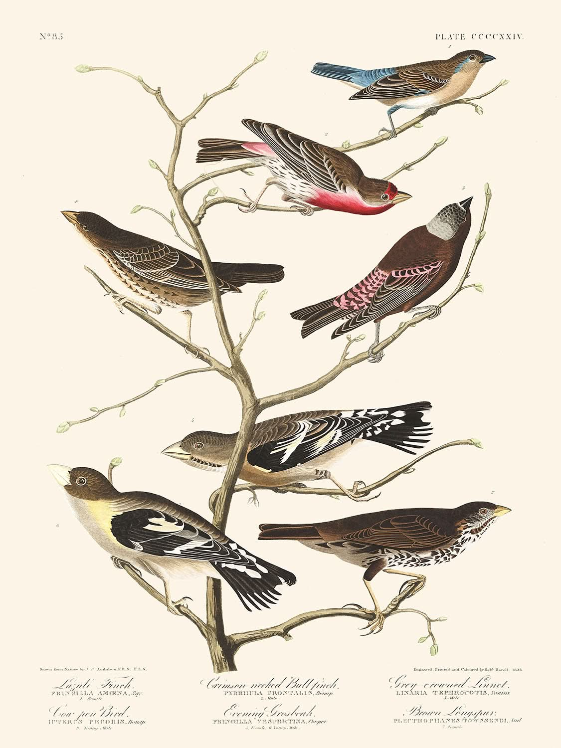 Pinson lazuli, pinson à cou cramoisi, linotte à couronne grise, oiseau de parc à vaches, gros-bec errant, bruant brun par John James Audubon, 1827