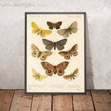 Moths (Lepidoptera-Heterocera, Plate 016) by Frederick DuCane Godman, 1879