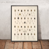Beetles (Coleoptera, Plate 190) by Frederick DuCane Godman, 1879