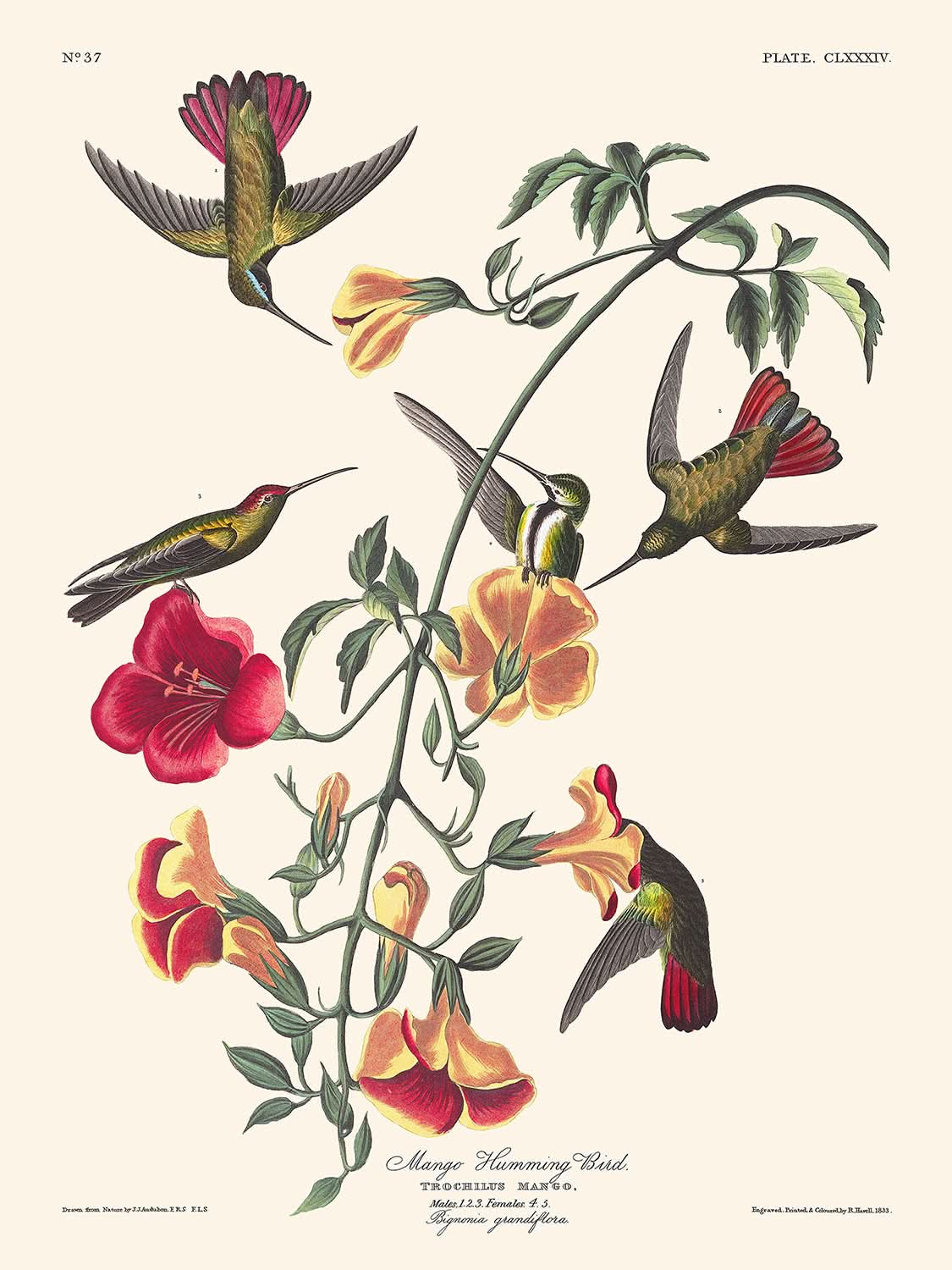 Mango Hummingbird by John James Audubon, 1827