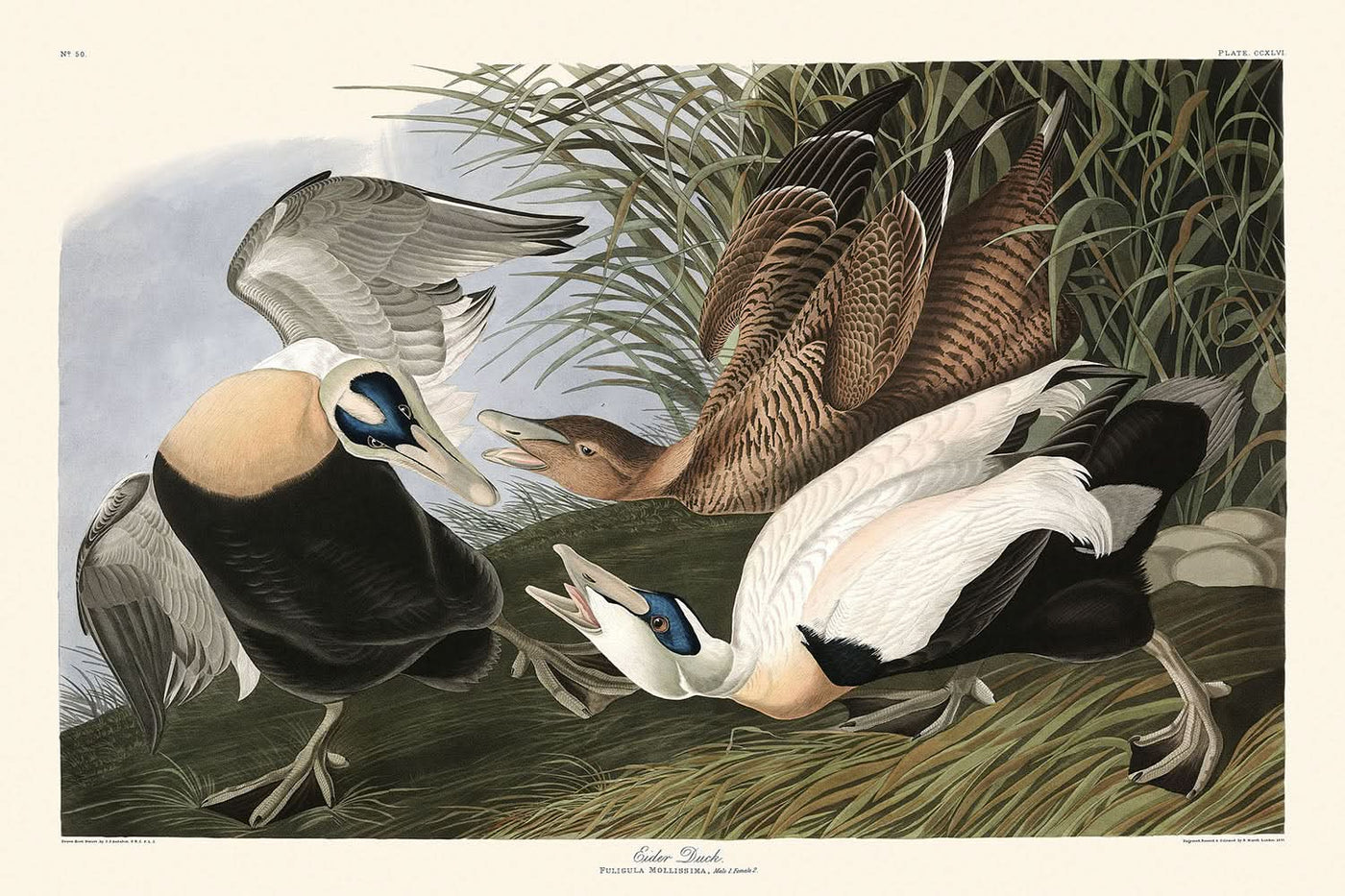 « Canard eider par John James Audubon, 1827 »