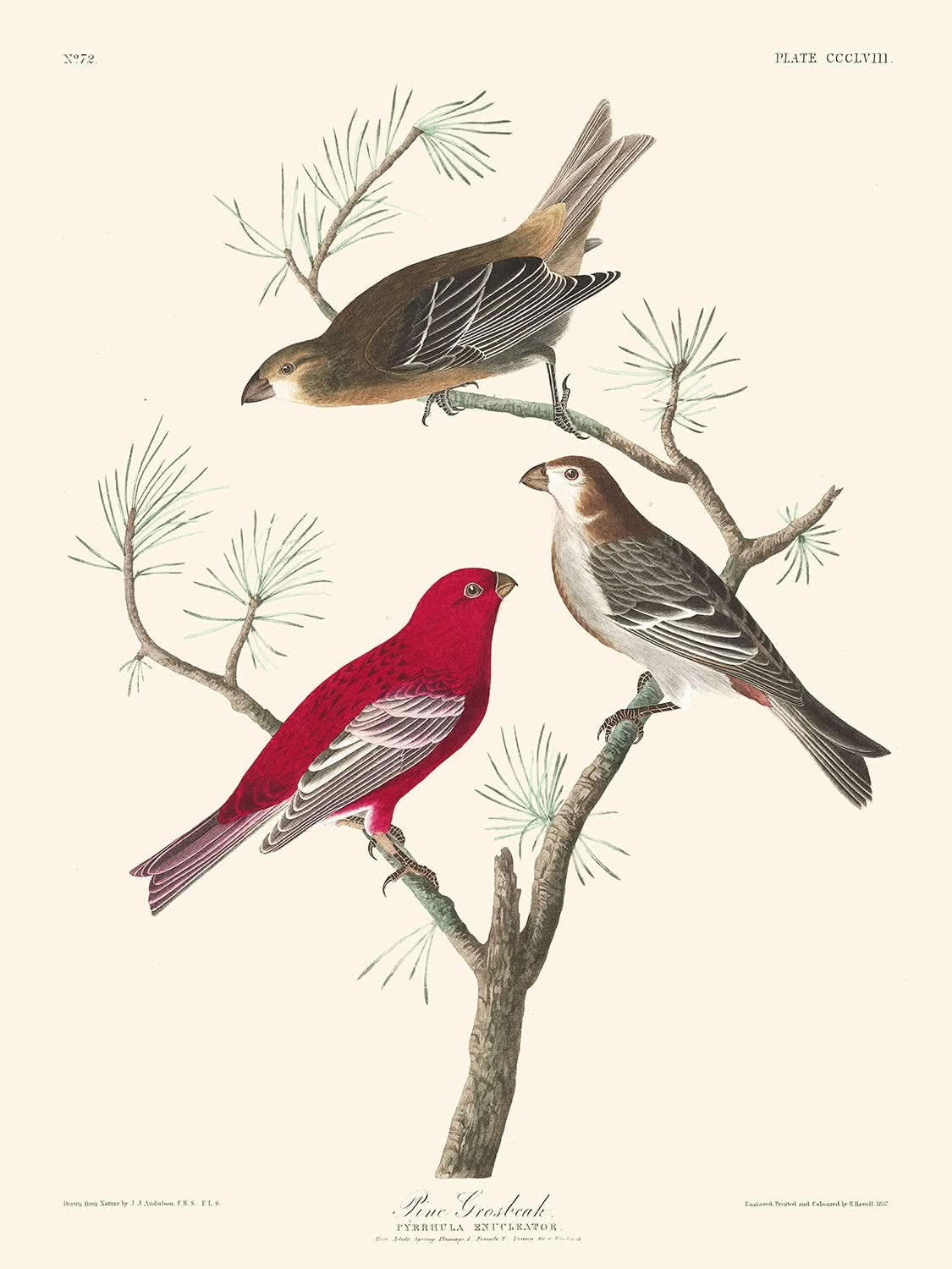 Durbec des sapins par John James Audubon, 1827