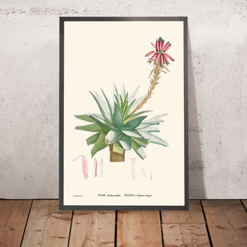 Aloe Glauca Miller di Pierre-Joseph Redouté, 1802 
