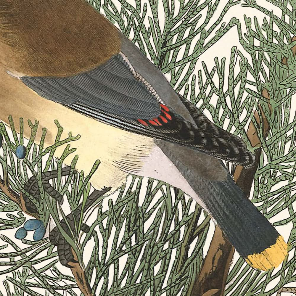 Zedernvogel von John James Audubon, 1827