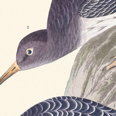 Zarapito morado, de John James Audubon, 1827