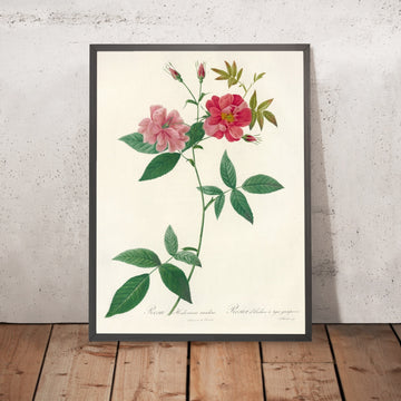 A framed image of Climbing Rose (Rosa Hudsoniana Scandens) by Pierre Joseph Redouté, 1817
