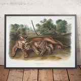 Cougar (Felis concolor) by John Woodhouse Audubon, 1845
